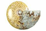 Polished Ammonite (Cleoniceras) Fossil - Madagascar #339239-1